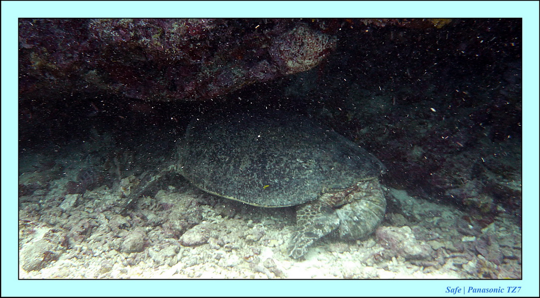 2011 - 08 - Borneo - Sipadan 024